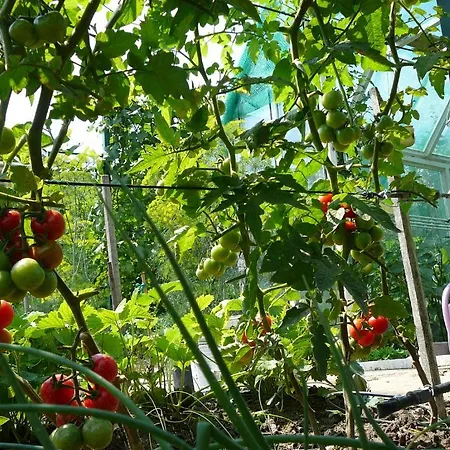 Апартаменты Heviz -alsopahok Villa-erika *